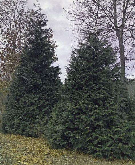 Imagine: “What tall growing plant can we use that won’t require frequent pruning or get bare on the bottom of the trunk?” she asked.Name: Thuga ‘Green Giant’ aka Green Giant arborvitaeType of Plant: A large, fast growing evergreen, good for screening in places where an 8 to 12 foot wide pla Arborvitae Landscaping, Green Giant Arborvitae, Giant Arborvitae, Thuja Green Giant, Leyland Cypress, Fast Growing Evergreens, Get Taller, Green Giant, The Trunk