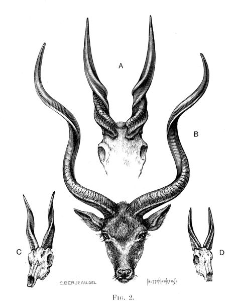 Capricorn Horns Tattoo, Gazelle Skull Tattoo, Capricorn Horns, Gazelle Tattoo, Gazelle Skull, Horns Illustration, Alex Tabuns, Horns Tattoo, Horn Illustration