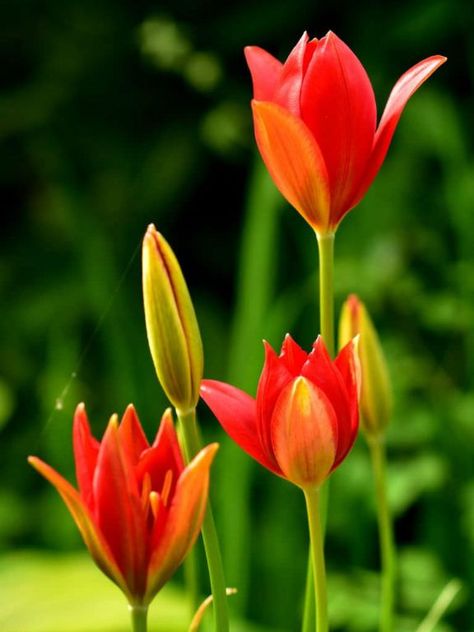 Tulipa sprengeri is a bulbous perennial with glossy, bright green leaves and solitary, goblet-shaped, bright red flowers Bright Red Flowers, Morning Sister, Beautiful Flowers Images, Color Wallpaper, Tulips Garden, Flowers Gif, Wallpaper Nature Flowers, Most Beautiful Flowers, Flowering Plants