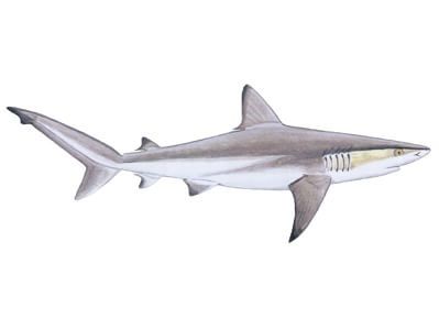 Shark Species — Shark Research Institute Dusky Shark, Shark Research, Pelagic Fish, Shark Species, Field Research, Shark Conservation, Small Shark, Sri Sri, The Shark