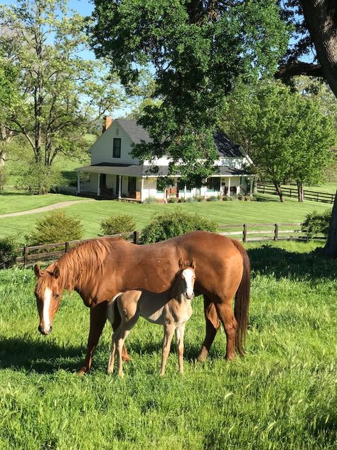 PT Ranch House - Houses for Rent in Ione, California, United States - Airbnb White Ranch House, Life In The Countryside, House With Land, Stick Season, California Ranch, Future Farms, Farm Lifestyle, Dream Life House, Western Life