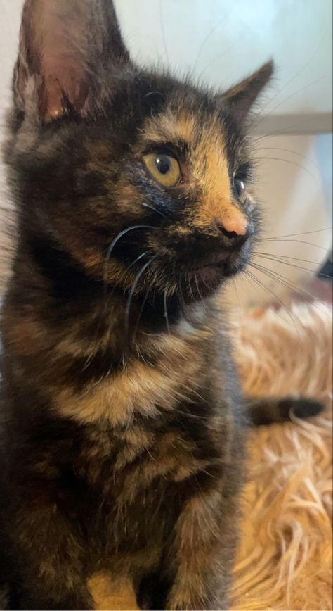 Cats Tortoise Shell, Tortoishell Cat Aesthetic, Turtle Shell Cat, Tortoise Shell Kitten, Tortoise Shell Cats, Tortoiseshell Cat Aesthetic, Tortie Cats, Purebred Cats, Tortoiseshell Cat