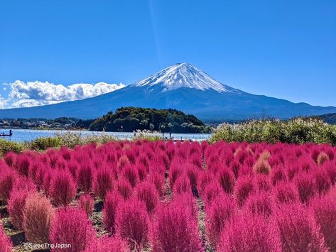 Oishi Park - SweeTrip Japan Oishi Park Japan, Themed Cafes, Tottori, Tokushima, Cafe Terrace, Long Flowers, Yamagata, Aomori, Wakayama