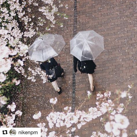 Sakura Tree, Japan Aesthetic, Aesthetic Japan, Korean Aesthetic, Japanese Aesthetic, Spring Aesthetic, Two People, Pretty Places, Gilmore Girls