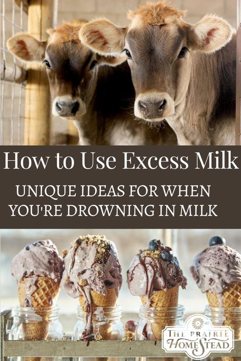 How to Use Excess Milk from a Family Milk Cow Raw Cow Milk Recipes, Extra Milk Uses, Cow Milking Station, Cow Milk Soap, Uses For Milk, Family Milk Cow, Milk Sheep, Raising Cows, Milking Cow