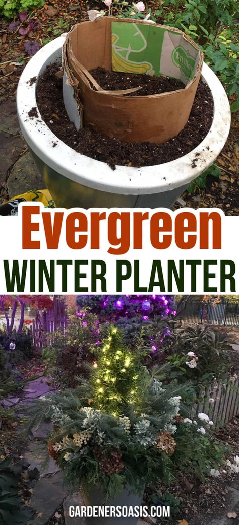 Evergreen Winter Planter | Best Gardening Tips and Plants Evergreen Planters, Winter Window Boxes, Perennial Ground Cover, Winter Planter, Dried Hydrangeas, Full Sun Plants, Diy Winter, Hydrangea Not Blooming, Perennial Shrubs