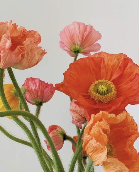 Poppy Flowers Aesthetic, Poppies Flower Aesthetic, Poppy Flower Reference, Flower Reference Photo, Poppy Flowers, Poppies Flower, Orange Poppies, Poppy Flowers Photography, Poppy Flower Photo