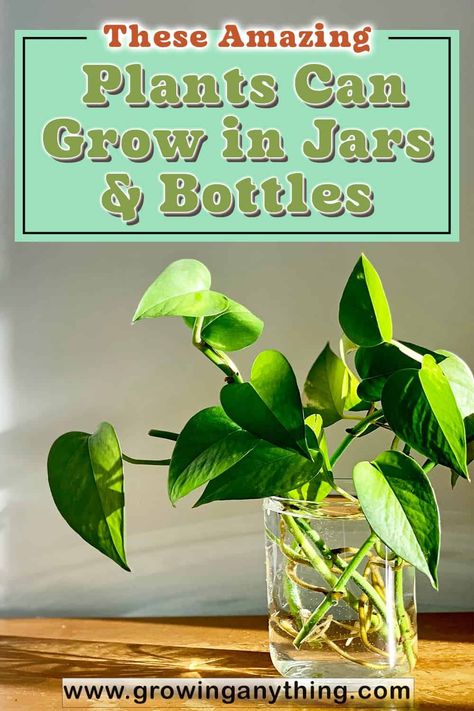 These Amazing 22 Plants Can Grow in Jars & Bottles 2024 Water Jar Plants, Growing Plants In Glass Jars, Growing Plants In Glass Bottles, Indoor Plants In Glass Jars, Grow Plants In Water Jars, Plants In Wine Bottles, Plants In Glass Jars, Mason Jar Plants, Glass Jars Diy