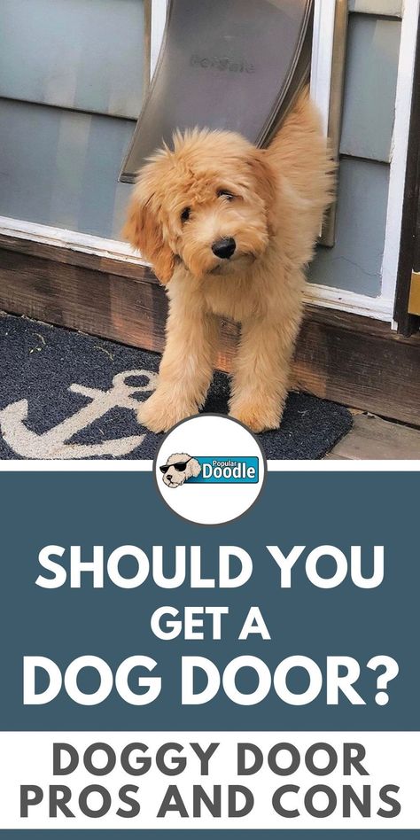 Dog doors can be an incredibly convenient and helpful addition to your home. Should you get a dog door?  See if one is right for you with these helpful doggy door pros and cons!      #dogdoor #doggydoor #doggiedoor #dogdoorideas #petdoor #petdoorideas Dog Crate With Doggie Door, Doggy Door Ideas Large Dogs, Dog Door Ideas In Wall, Doggie Door Ideas, Dog Door Ideas, Diy Doggie Door, Large Dog Door, Dog Friendly Backyard, Doggy Door