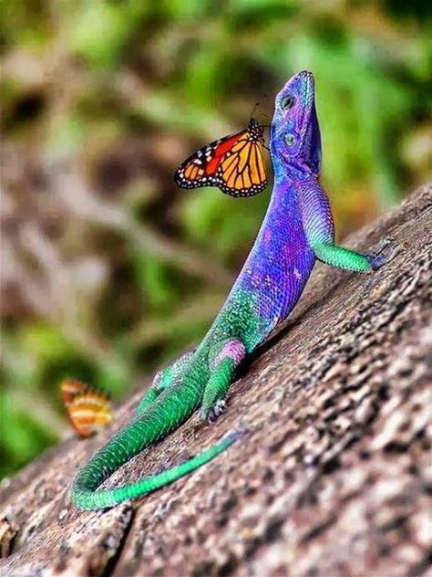 15 Animals That Took The Definition "Colors Of The Rainbow" Literally Colorful Lizards, Colorful Animals, Reptiles And Amphibians, Animal Tattoos, Animal Planet, Animal Photo, A Butterfly, Amphibians, Animals Friends