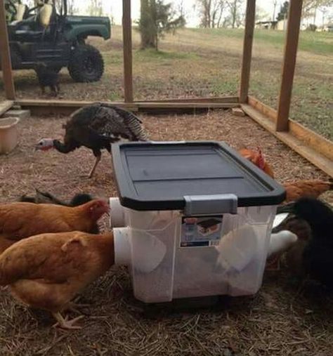 DIY No Waste Chicken Feeder Bin - easy to make and helps you save your feed... #chickens #homesteading Chicken Coop On Wheels, Reban Ayam, Feed Chickens, Chicken Feeder Diy, Chicken Coop Pallets, Mobile Chicken Coop, Walk In Chicken Coop, Chickens In The Winter, Easy Chicken Coop