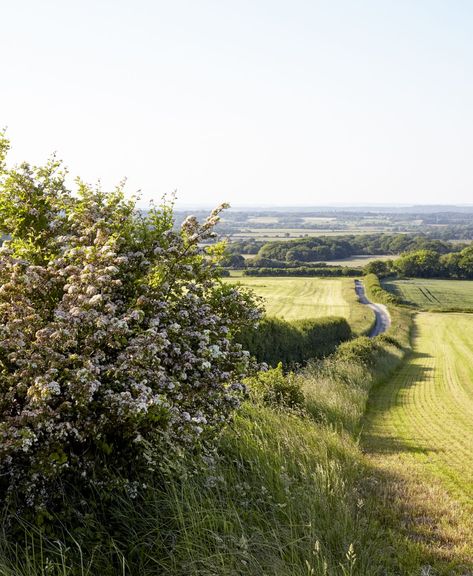 UK Hedgerows Hedgerow Ideas, Hedgerow Fence, Farmhouse Reno, Herbal Tea Garden, Garden Diary, Best Weekend Getaways, Remote Sensing, Old Trees, End To End