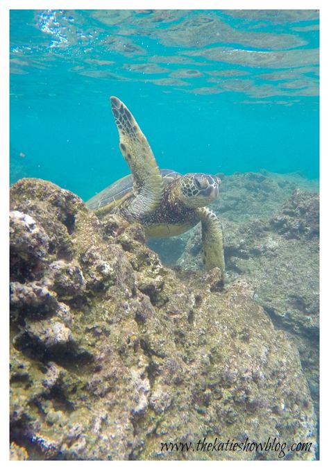 Turtle Hi-5. Oahu, Hawaii. Shark Cove Oahu, Sharks Cove Oahu, Oahu Travel, The Turtles, How To Influence People, Military Spouse, Sea Turtles, Oahu Hawaii, Sea World