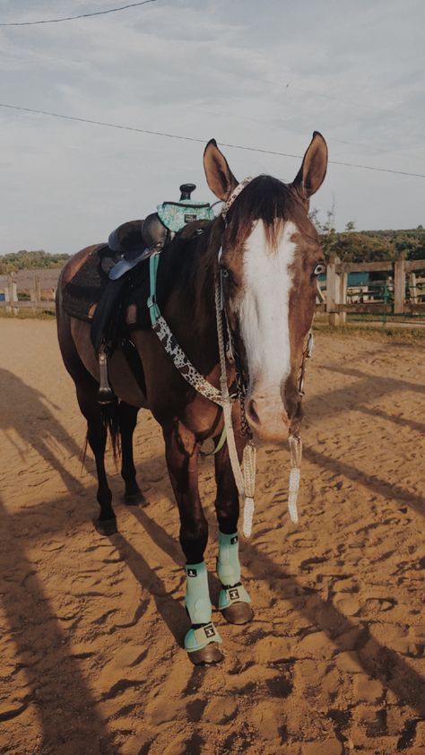 Horses With Tack On, Bay Horses In Western Tack, Cute Horse Tack Western, Cute Western Tack Sets, Bay Horses Western, Matching Tack Sets Western, Teal Horse Tack Western, Barrel Tack Sets, Western Dinner Recipes