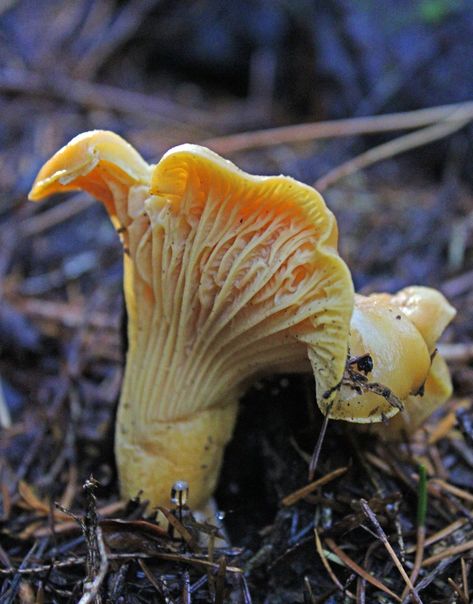 Chanterelle mushrooms: The art of hunting golden treasure in Oregon Golden Chanterelle, Chanterelle Mushrooms, Oregon State Parks, Golden Treasure, Edible Mushrooms, Mushroom Hunting, Art Rules, Forest Road, Wild Food