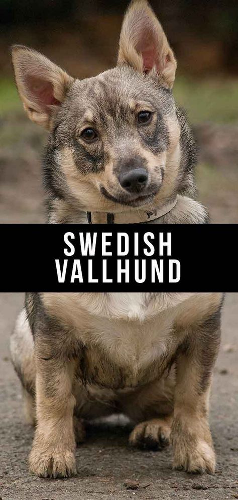 Cesar Millan Puppy Training, Spitz Breeds, Swedish Vallhund, Crate Training Puppy, Bored Dog, Military Working Dogs, Beach Stuff, Dog List, Breed Dogs