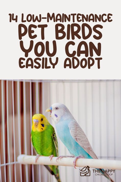 Low Maintenance Pets For Adults, Pet Birds For Beginners, House Birds Pets, Best Small Pets, Best Pet Birds, Types Of Pet Birds, Birds For Kids, Bird Pet, Low Maintenance Pets