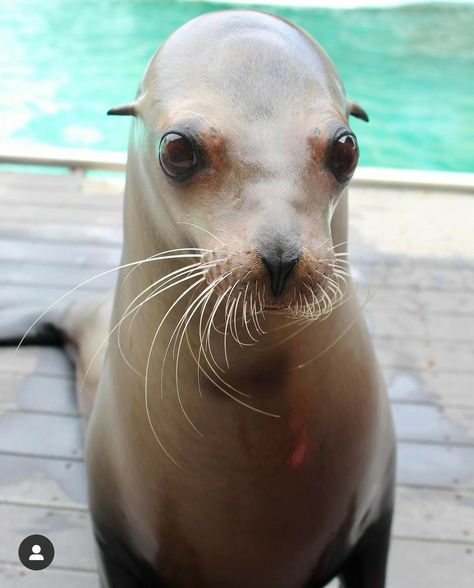 Seal Oc, Pressure Oc, Lauren Core, Baby Sea Lion, Scary Ghost Videos, Lion Eyes, Sea Aquarium, Ghost Videos, Ra Ideas