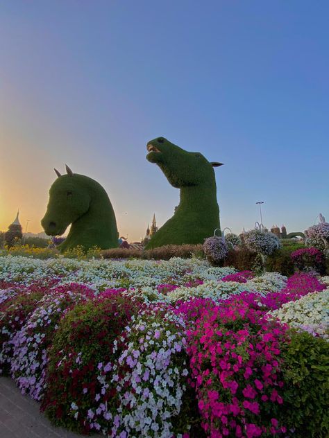 #dubai #flowers #garden Dubai Mirical Garden, Dubai Flower Garden, Dubai Garden, Miracle Garden, Dubai Aesthetic, Dubai Life, Flower Bomb, Magical Garden, Flowers Garden