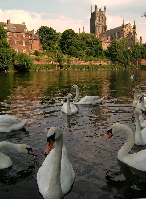 Worcester Cathedral, Swans English Cathedrals, Worcestershire England, Worcester Cathedral, Worcester England, Worcester Massachusetts, River Severn, Skin Colors, Common Questions, Place Of Worship