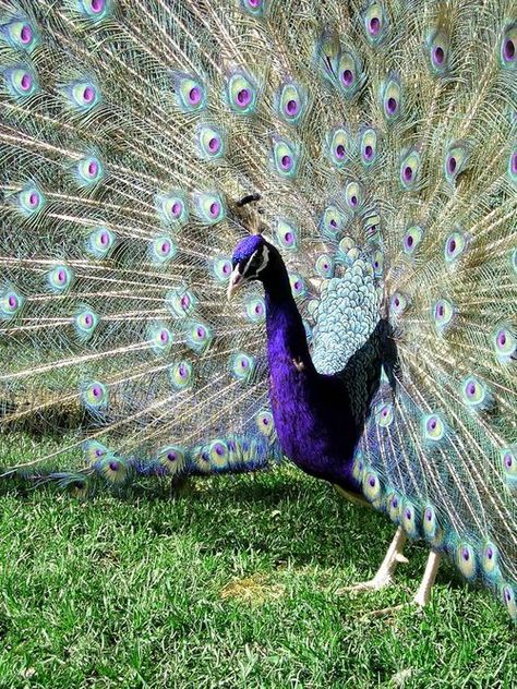 Peacock Images, Peacock Pictures, Peacock Bird, Celtic Tattoos, Rare Animals, Exotic Birds, Skull Tattoos, Lion Tattoo, Pretty Birds