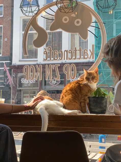 Cat Cafe With Friends, Cat Cafe London, Cat Coffee Aesthetic, Outside Cafe Aesthetic, Cafe Settings Design, Cat With Owner, Cats Cafe Aesthetic, Cat Cafe Interior Coffee Shop, Part Time Job Aesthetic Cafe