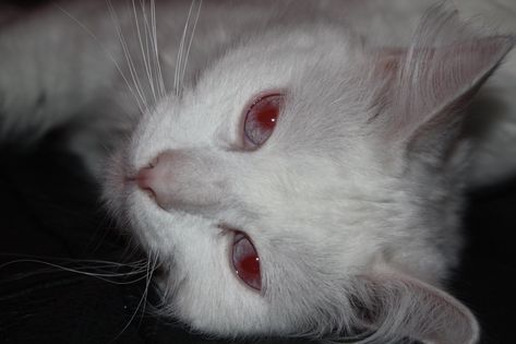 Albino Cat Aesthetic, Albino Aesthetic, Albino Eyes, White Cat Aesthetic, Kat Core, Albino Rabbit, Albino Cat, Red Moodboard, Cat Eye Colors