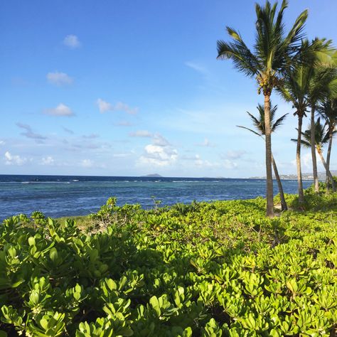 Palms and shrubs by the Caribbean Sea 🏝 #StCroix #USVI Caribbean Landscape, St. Croix, Caribbean Sea, The Caribbean, Art