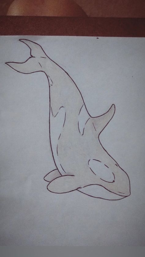 Simple Orca Drawing, Orca Whale Sketch, How To Draw An Orca, Orcas Drawings, Orca Whale Drawing Easy, Orca Drawing Pencil, Sea Animal Drawings Sketches, Whale Sketch Simple, Marine Life Drawing Simple