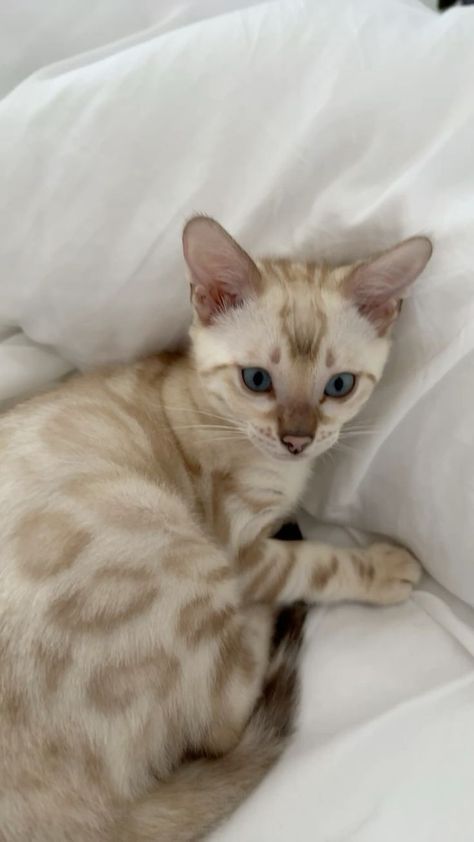 Bengal Cat White, Short British Cat, White Bengal Kitten, Bangle Cat Bengal Kittens, Cat Claims Dr, Snow Mink Bengal Cat, Minskin Cats, Snow Lynx Bengal Cat, Snow Lynx Bengal