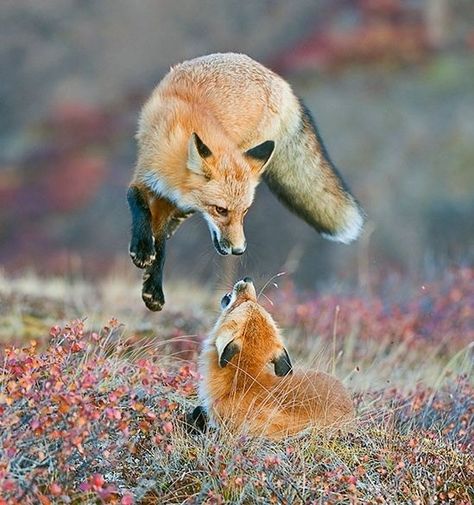 Pouncing fox Fuchs Baby, Fantastic Fox, Regnul Animal, Vulpes Vulpes, What Does The Fox Say, Mr Fox, Wild Dogs, Cute Fox, Red Fox