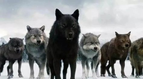 Wolf Pack Twilight, Twilight Wolf Pack, Twilight Jacob, Twilight Wolf, Native American Wolf, Strange World, Wolf Wallpaper, Wolf Love, Best Filters For Instagram