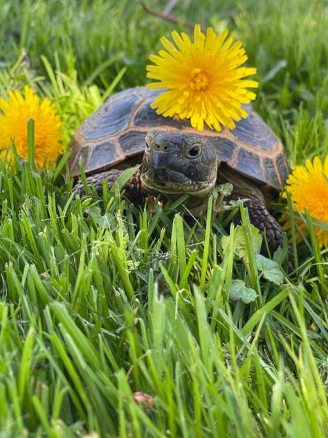 Tortoise Aesthetic, Turtles As Pets, Saving Turtles Aesthetic, Tortoise Pictures, Star Tortoise, Land Turtle, Pet Tortoise, Turtle Pet Aesthetic, Turtle Conservation Aesthetic