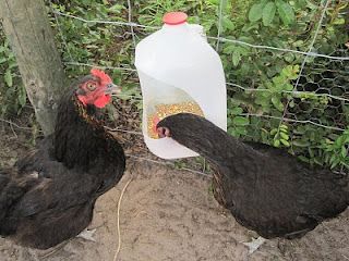 Life on the Farm: Home-made, Milk Jug Chicken Feeders Jug Bird Feeder, Chicken Feeder Diy, Chicken Tractors, Life On The Farm, Chicken Feeders, Backyard Chicken Farming, Chicken Cages, Chicken Feeder, Chicken Garden