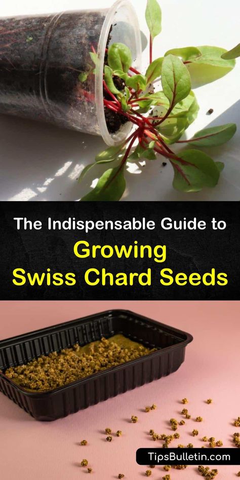 How To Grow Swiss Chard From Seed, Swiss Chard Plant, Growing Swiss Chard, Seed Growing, Covered Backyard, Chard Recipes, Container Planting, Vegetable Benefits, Biennial Plants