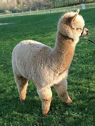 Mini alpaca :) Fluffy Things, Alpaca Farm, Funny Llama, Cute Alpaca, Fluffy Cows, Llama Alpaca, Mini Farm, Cute Funny Dogs, Cute Animal Pictures