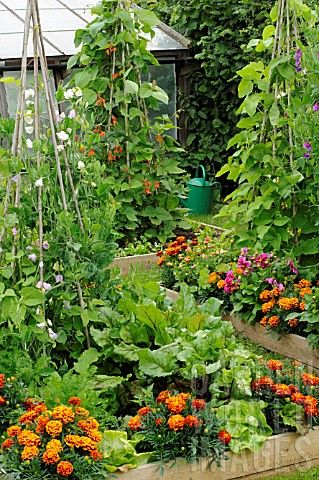 Note the Marigolds in the forground to keep the soil free from nematodes: excellent combination for all your veggies Plantarea Legumelor, Plants Growing, Potager Garden, Veg Garden, Have Inspiration, Veggie Garden, Garden Cottage, Edible Garden, Kitchen Garden