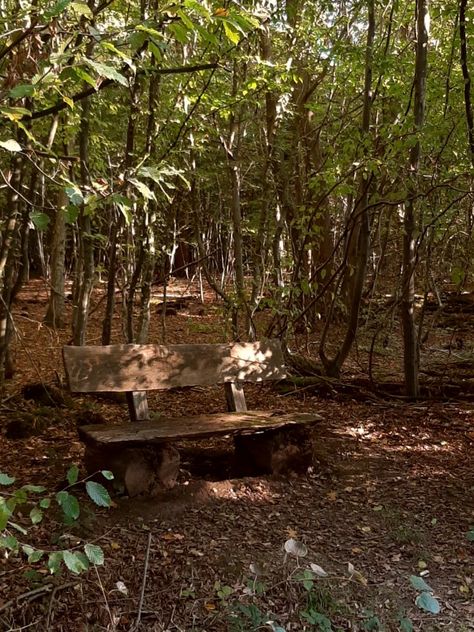 Bench In Forest, Forest Bathing, Socrates, Autumn Vibes, Dark Forest, Park Bench, Fall Vibes, Natural World, Cinematography