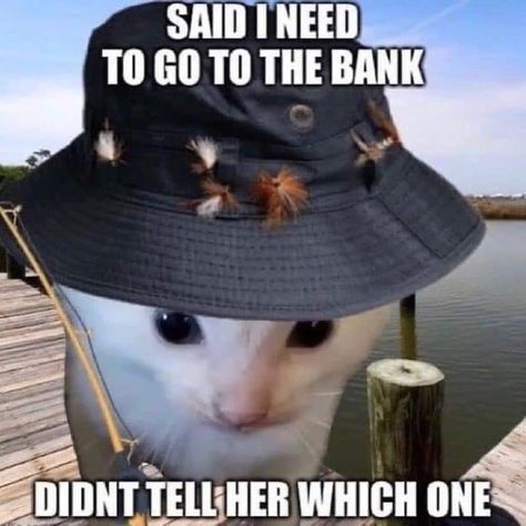 said i need to go to the bank didn’t tell her which one!!! The Bank, White Cat, A Cat, Bugs, Tumblr, White, Black, Bugs And Insects