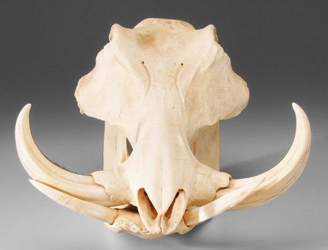 Warthog Skull, Hog Skull, Boar Skull, Dino Skull, Pig Skull, Boar Tusk, Skull Taxidermy, Rabe Tattoo, Crab Tattoo