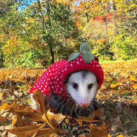 In #Starryland, it’s always #strawberry season 🌝🍓 #tourism #comevisit #travel #fruit #strawberrys #autumn #aesthetic #trees #fallleaves #leaves #ootd #influencer #leaveschanging #vegan #love #loveanimals Possum Aesthetic, Possum Memes, Goofy Animals, Awesome Possum, Dangerous Animals, Pets 3, Magnum Opus, Trash Panda, Little Critter