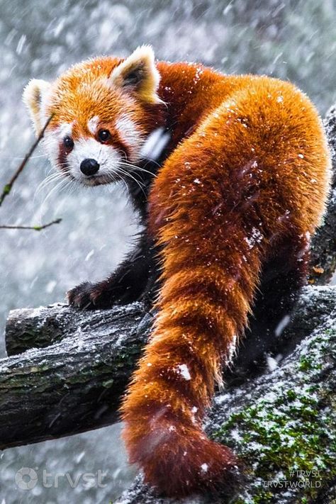 Panda In Snow, Giant Pandas, Red Pandas, Wild Animals Pictures, Animal Print Wallpaper, Super Cute Animals, Giant Panda, Anime Animals, Cute Wild Animals