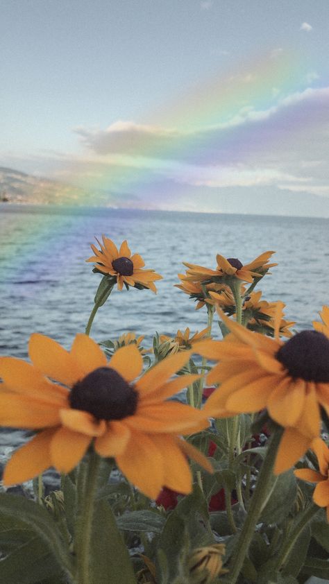 Wallpaper Cute Girly, Trend Photography, Aesthetic Sunflower, Daisy Background, Flower Rainbow, Room Photo, Artsy Pictures, Baby Pink Aesthetic, Rainbow Sky