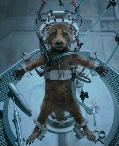 Guardians Of The Galaxy Vol 3 Rocket, Guardians Of The Galaxy Vol 3, Rocket Guardians Of The Galaxy, Gotg Vol 3, Gotg 3, Guardians Of The Galaxy 3, Guardians Of The Galaxy Rocket, Rocket Racoon, Wallpaper Marvel