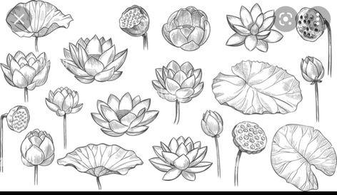 Lotus Flower Drawing Realistic, Lotus Bud Drawing, Lotus Leaves Drawing, Lotus Sketch Drawing, How To Draw Lotus, Lotus Leaf Drawing, Lotus Flower Sketch, Lotus Sketch, Lotus Flower Outline