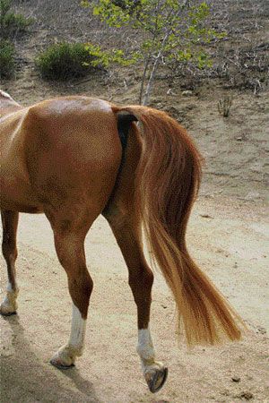 How to Bang a Horse Tail - Horse Illustrated Leg Reference, Tam O' Shanter, Oliver Wood, Horse Tail, Long Hair On Top, Mane N Tail, Brown Horse, Sport Horse, Daily Painting