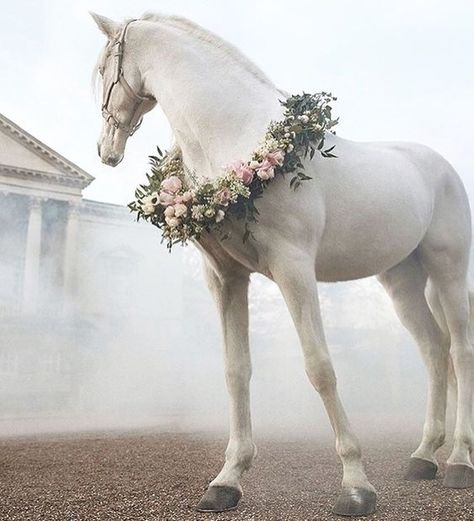 Horse Flowers, Majestic Horse, All The Pretty Horses, White Horses, Equine Photography, Cute Horses, Horse Photos, Pretty Horses, Horse Photography