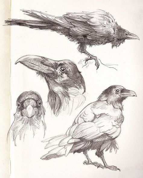 Bird Study Drawing, Crows Drawing, Mini Sketchbook, Realistic Pencil Drawings, Bird Sketch, Animal Anatomy, Raven Art, Nature Artists, Anatomy Sketches