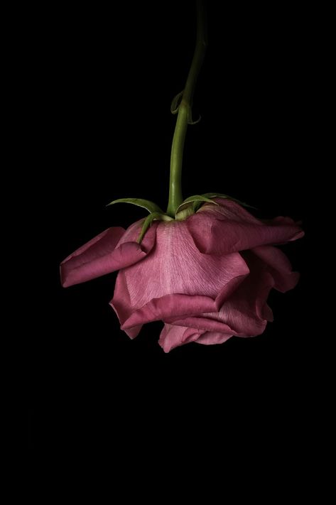 Pink Flower Black Background Pink Rose Black Background, Lotus Flower Black Background, Flowers With A Black Background, Black N Pink Wallpaper, Black Pink Widget, Pink Flower Black Background, Pink Widget Black Background, Flower With Black Background Wallpaper, Light Pink And Black Aesthetic