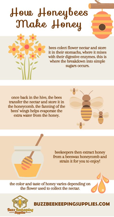 Facts About Honey Bees, Honey Bee Wallpaper, Types Of Honey Bees, How Bees Make Honey, Facts About Honey, Beginner Beekeeping, Bee Identification, Honey Facts, How To Start Beekeeping